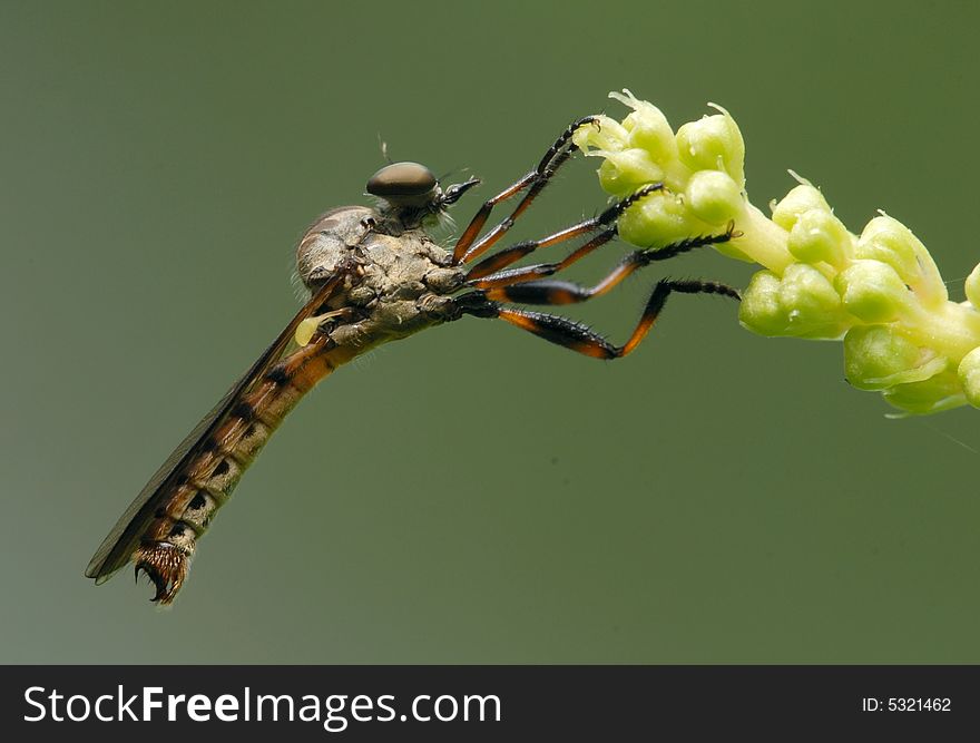 Horsefly is the carnivorous insects, from its parked position it can be seen on the intensity of the foot. Horsefly is the carnivorous insects, from its parked position it can be seen on the intensity of the foot