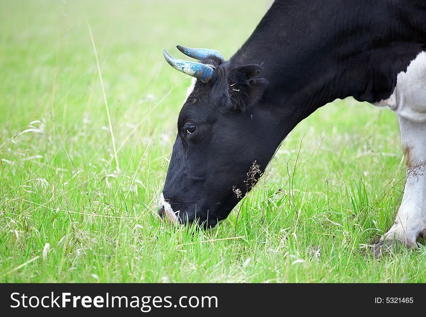 Cows in green field