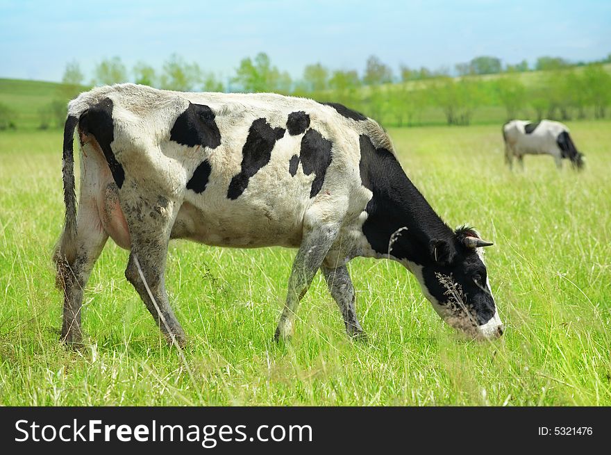 Cows in green field under blue sky