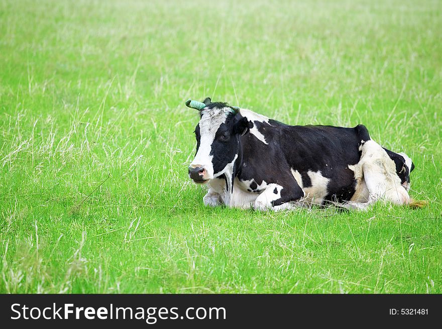 Cows In Green Field