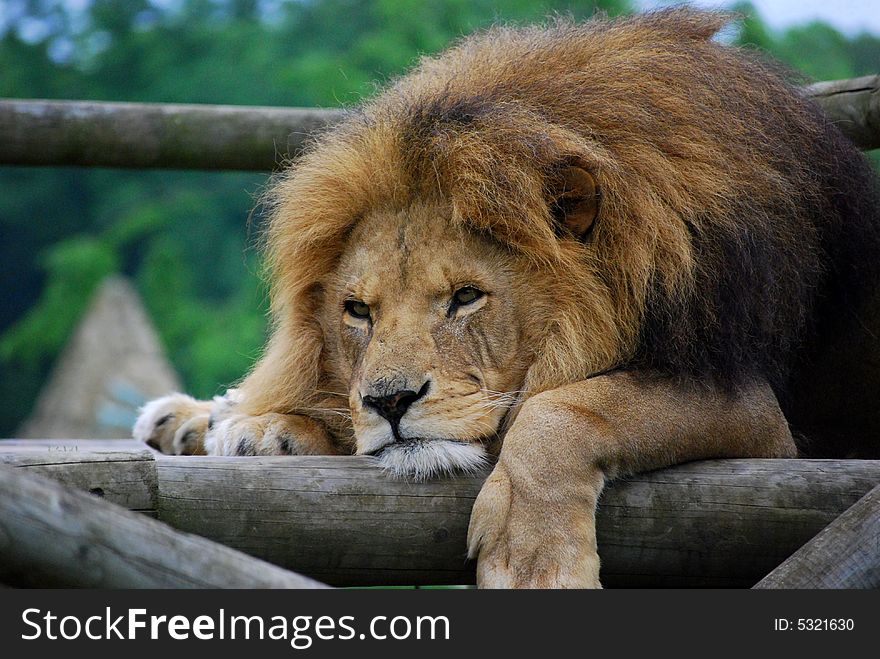 Close up shot of a lion lazing in the sun. Close up shot of a lion lazing in the sun