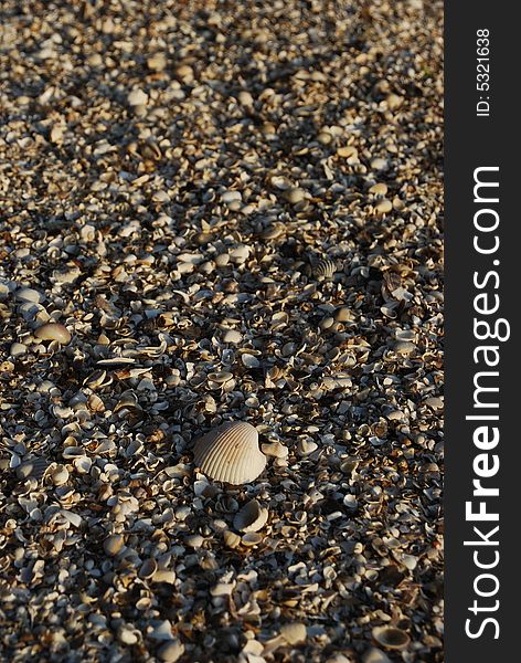 A photo of sea shells at the beach.