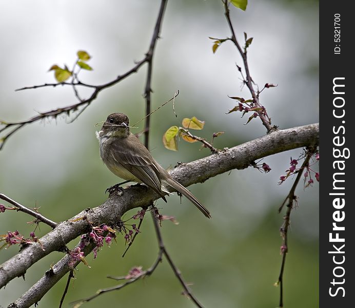 Willow flycatcher with nesting material in its beak