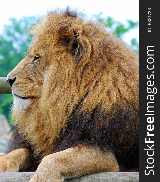 Close up shot of a lion lazing in the sun. Close up shot of a lion lazing in the sun