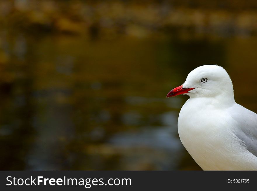 A Silver Gull (Larus novaehollandiae) looking in to the image from the right. Space for text on the out-of-focus water background.