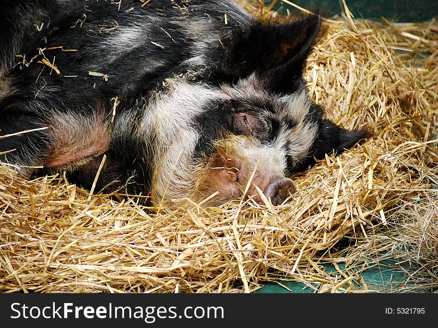 Shot of a pig on a farm enjoying a sleep