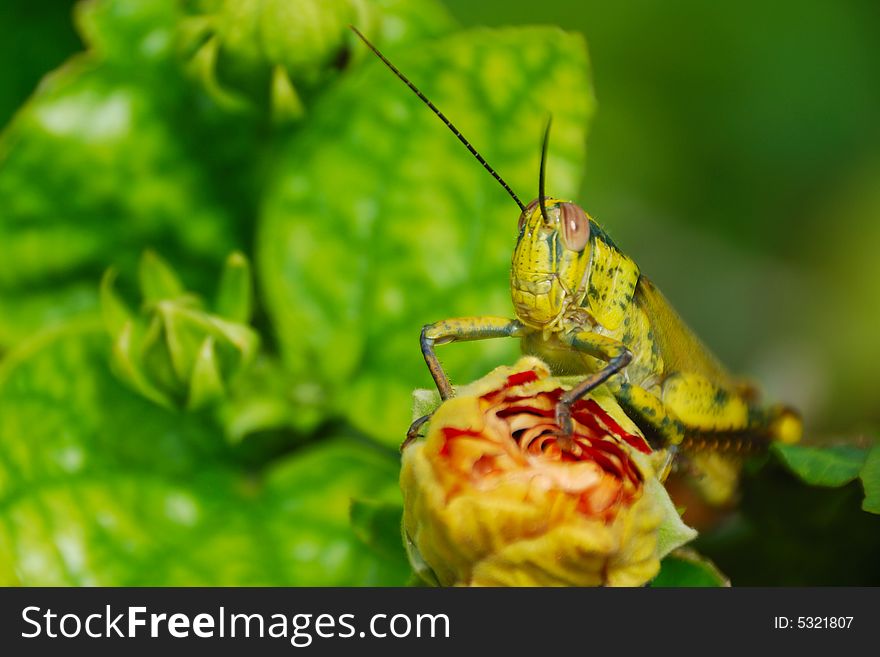 A picture of yellow grasshopper at hibiscus flower.