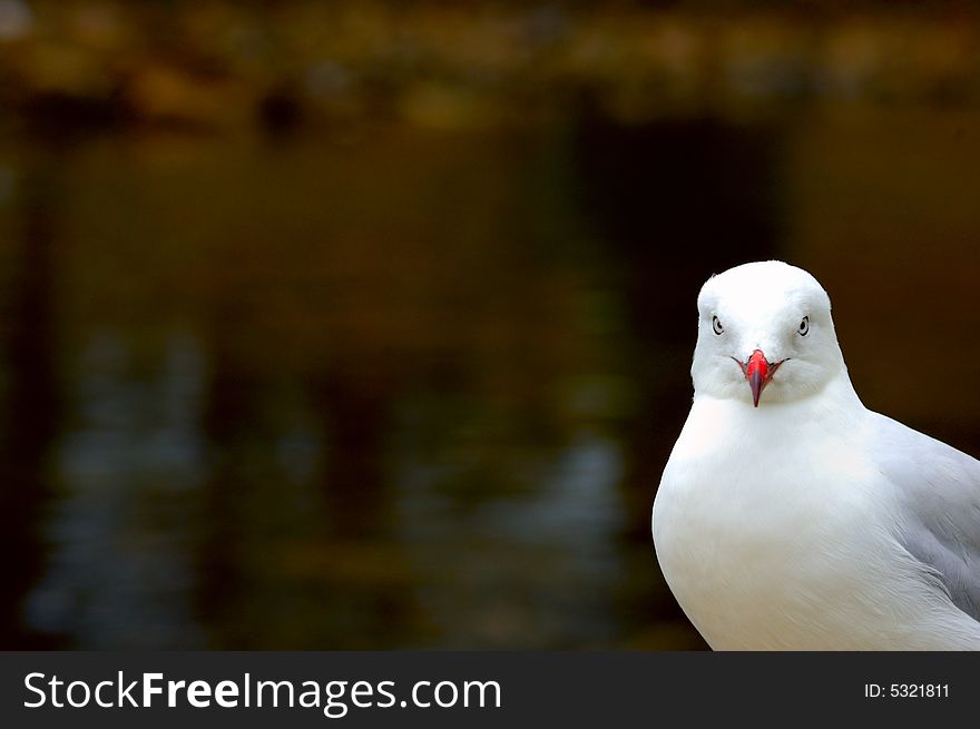 A Silver Gull (Larus novaehollandiae) looking directly at the viewer from bottom right corner. Space for text on the out-of-focus dark water background. A Silver Gull (Larus novaehollandiae) looking directly at the viewer from bottom right corner. Space for text on the out-of-focus dark water background.