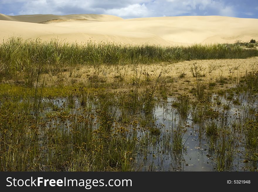 Swamp lake in the middle of desert. Giant Dune in New Zealand. Swamp lake in the middle of desert. Giant Dune in New Zealand