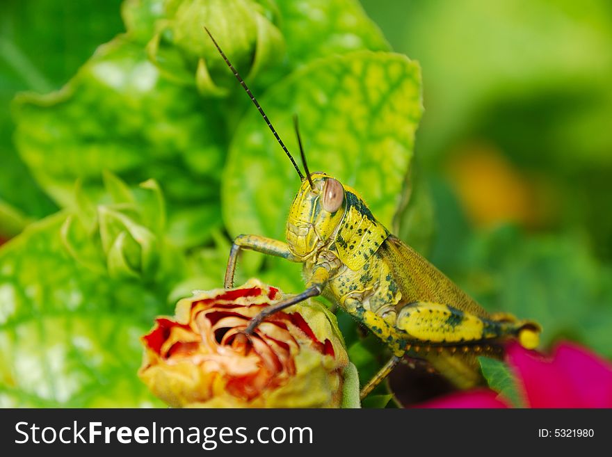 A picture of yellow grasshopper at hibiscus flower.