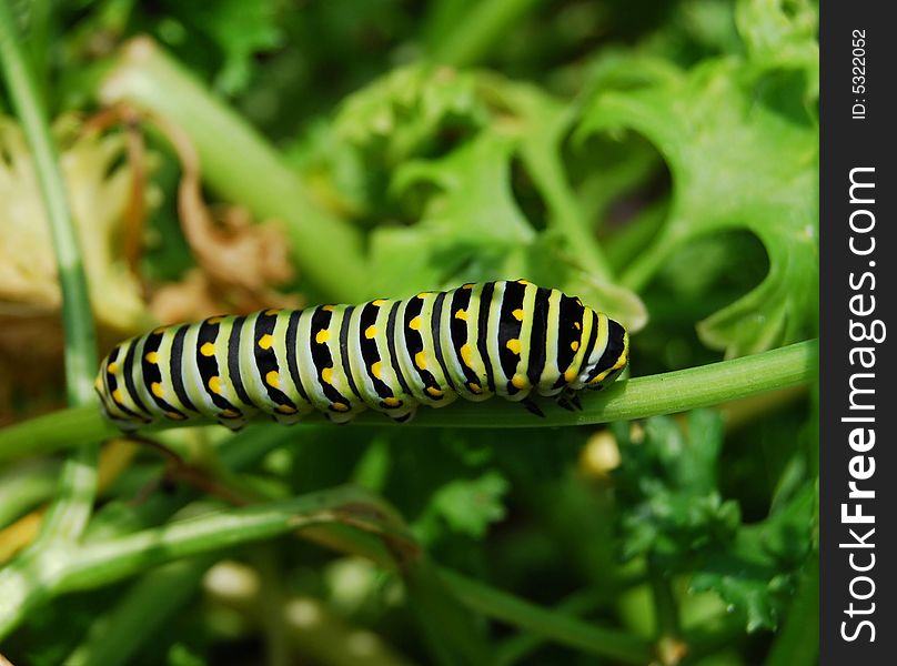 This brightly-colored caterpillar will soon become a magnificent Monarch Butterfly. This brightly-colored caterpillar will soon become a magnificent Monarch Butterfly.