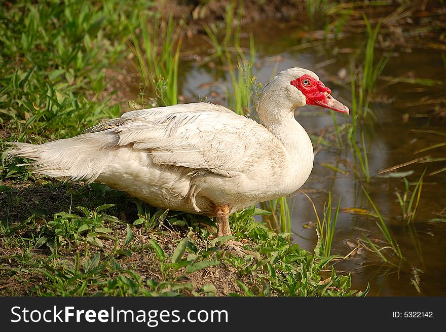 A muscovy duck standing beside pond.