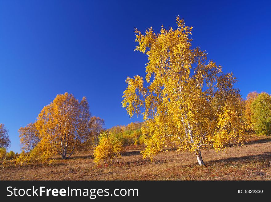 It is beautiful silver birch of autumn. It is beautiful silver birch of autumn