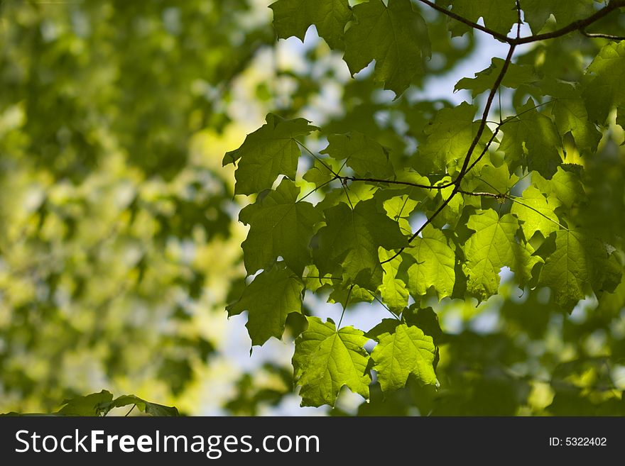 From Under A Tree