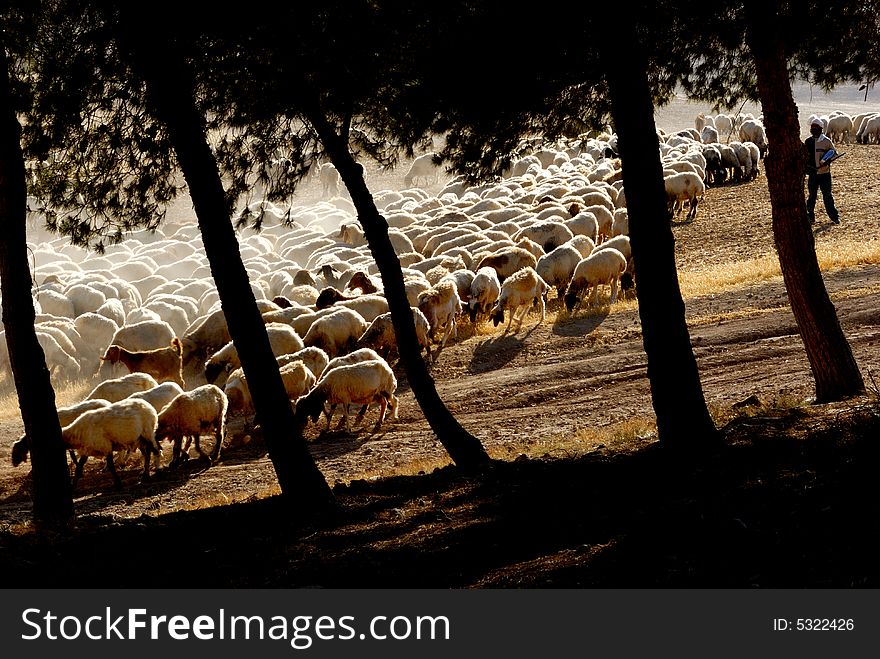 Flock of sheep grazing at desert