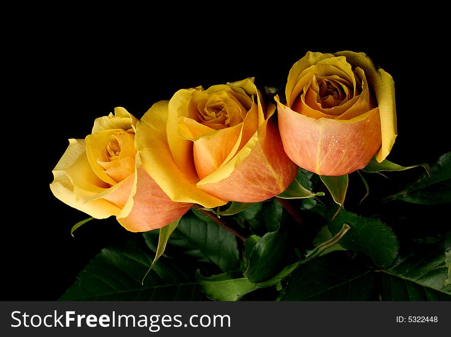 Three Orange Roses On Black Background