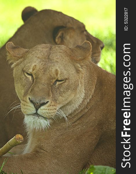 Lioness resting in the shade