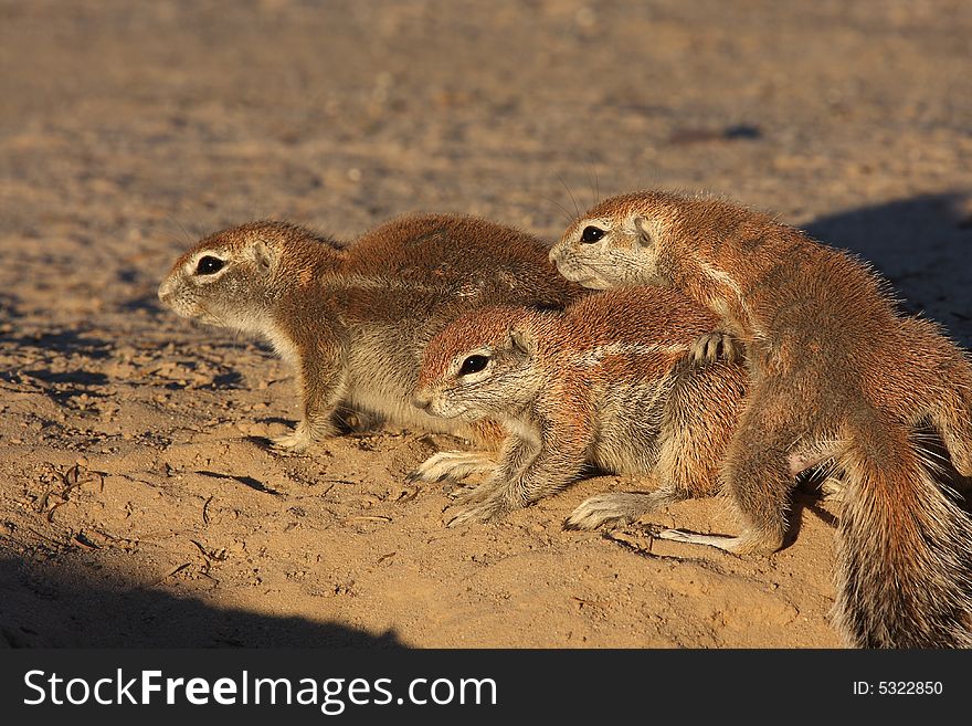 Ground squirrels giving each other a group hug to stay warm. Ground squirrels giving each other a group hug to stay warm