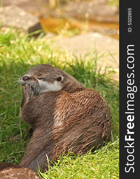 Photo of a Asian Short Clawed Otter