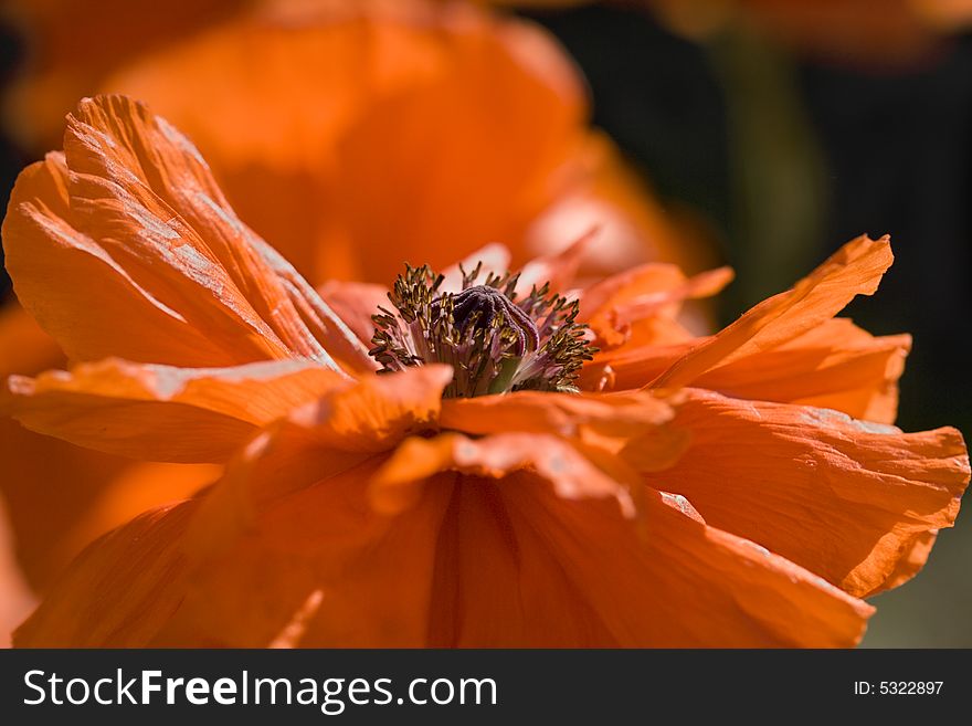 Poppy flower interior