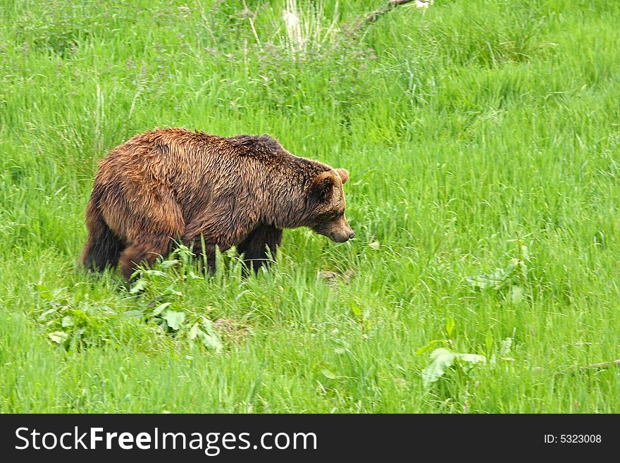 Photo of a European Brown Bear