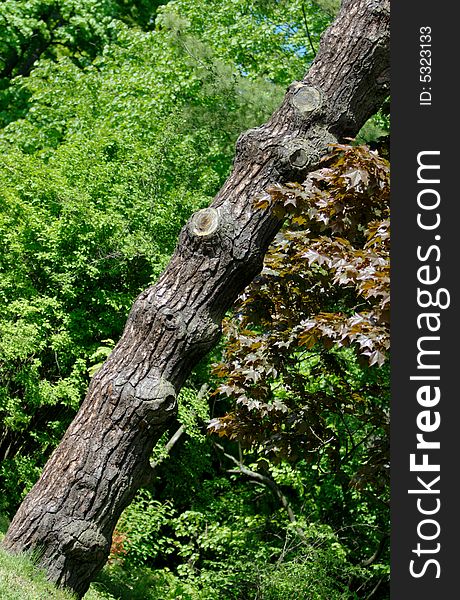 Composition with the snagged stem of pine tree