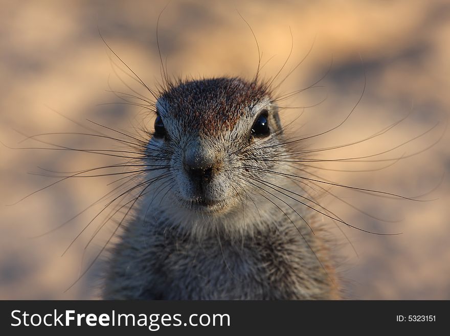 Close up of a ground squirrel's face. Close up of a ground squirrel's face
