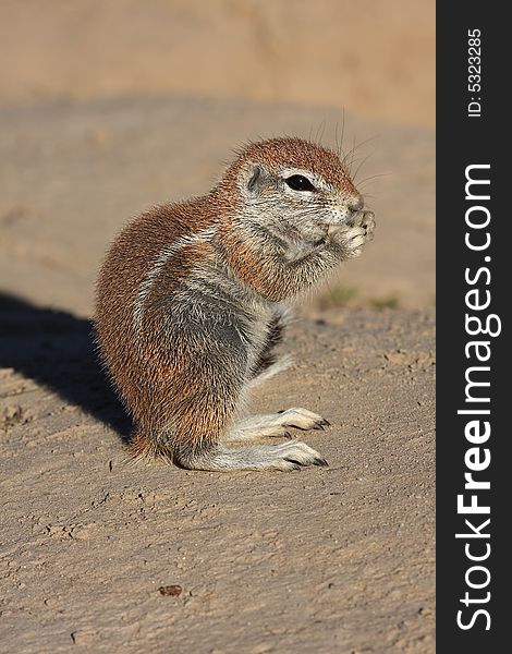 Baby ground squirrel eating a fresh peanut. Baby ground squirrel eating a fresh peanut