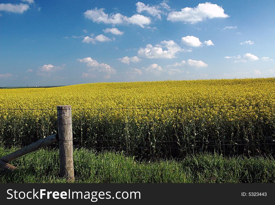 Golden Field of Canola with Blue Sky, White Clouds and Barbed Wire Fence. Golden Field of Canola with Blue Sky, White Clouds and Barbed Wire Fence