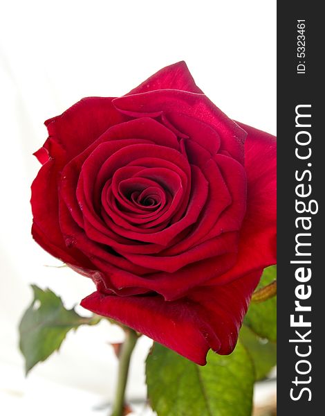 Red rose on white background