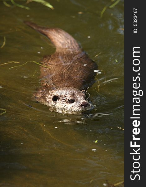 Photo of a Asian Short Clawed Otter. Photo of a Asian Short Clawed Otter