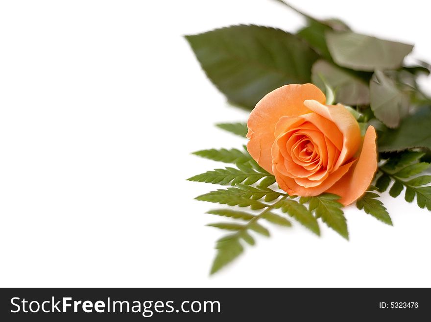 Pretty rose isolated on white