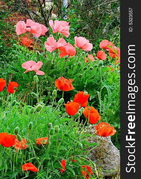 Some lovely pink and red poppies in bloom.