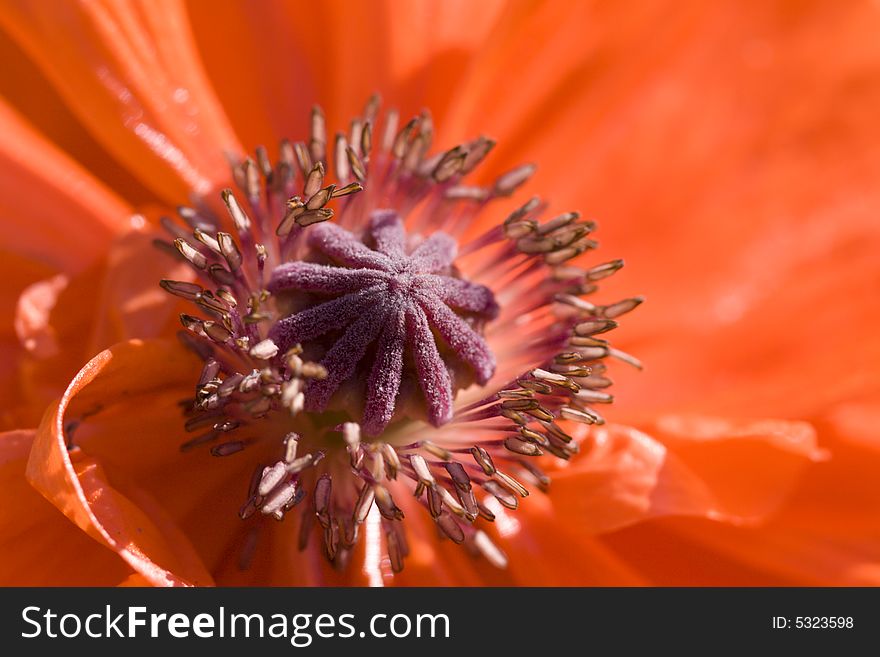 Poppy flower interior