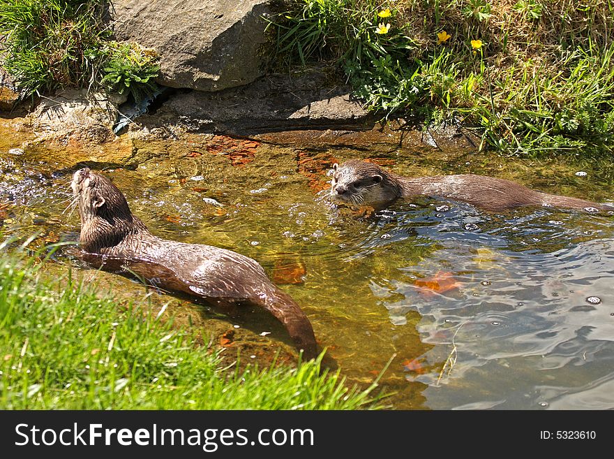 Photo of a Asian Short Clawed Otter. Photo of a Asian Short Clawed Otter