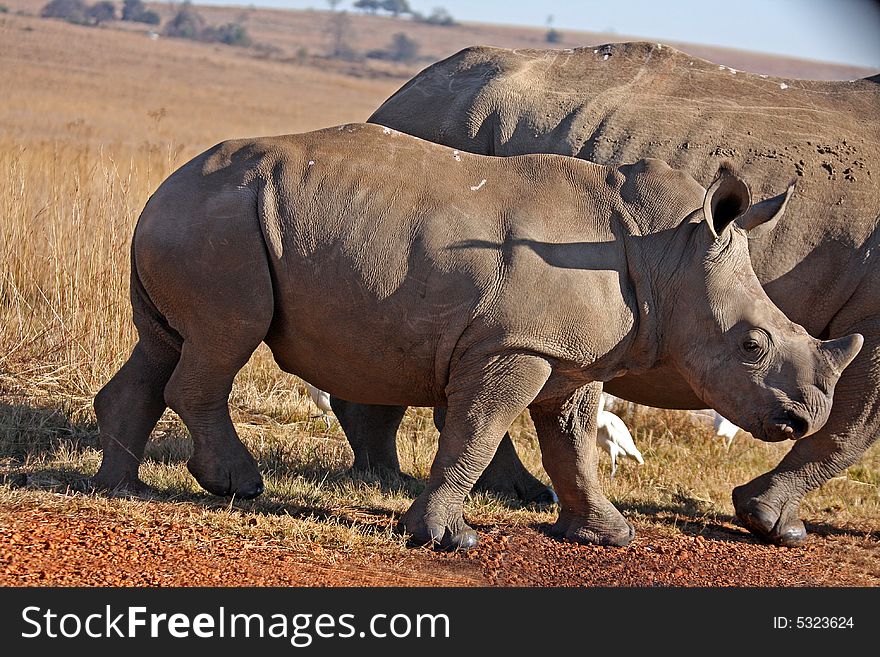 Rhino and motherwalking in the field