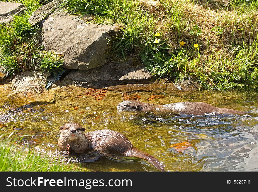 Photo of a Asian Short Clawed Otter. Photo of a Asian Short Clawed Otter