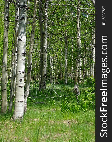 Aspen trees with spring growth at the edge of a meadow. Aspen trees with spring growth at the edge of a meadow.