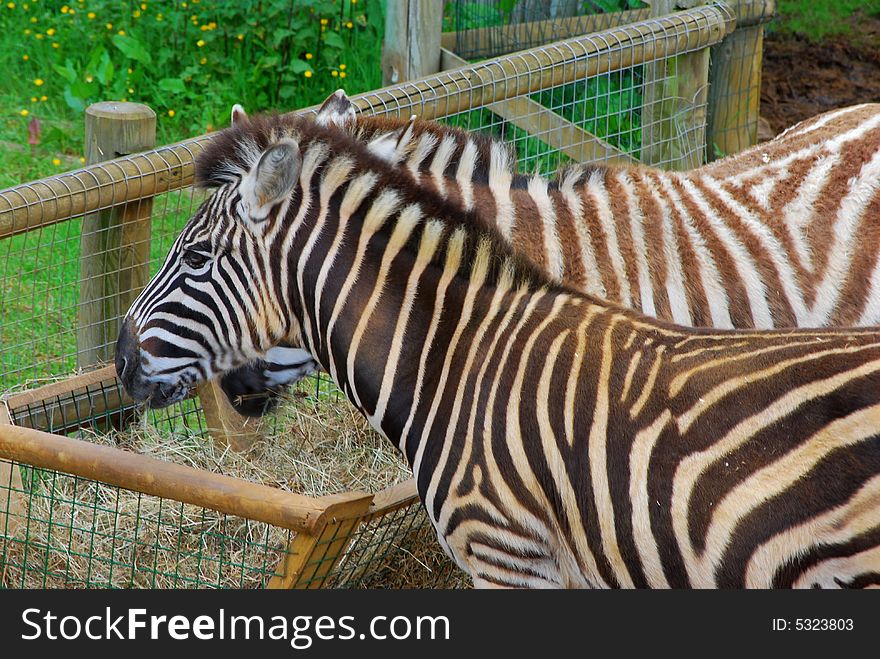 Shot of two zebras feeding from hay trough