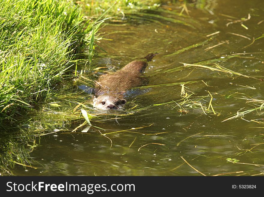 Photo of a Asian Short Clawed Otter. Photo of a Asian Short Clawed Otter