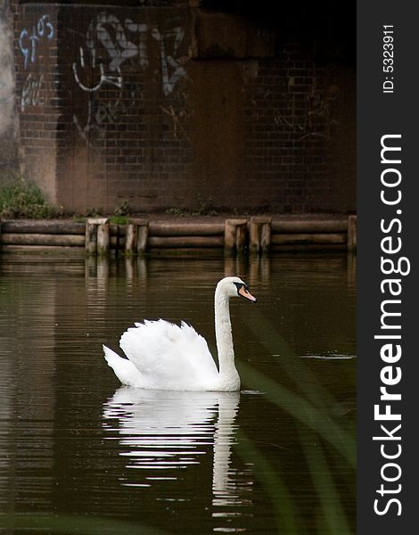 White swan in a creek with graffiti on a wall in the background.