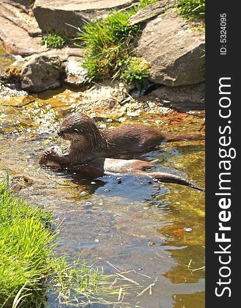 Photo of a Asian Short Clawed Otter. Photo of a Asian Short Clawed Otter