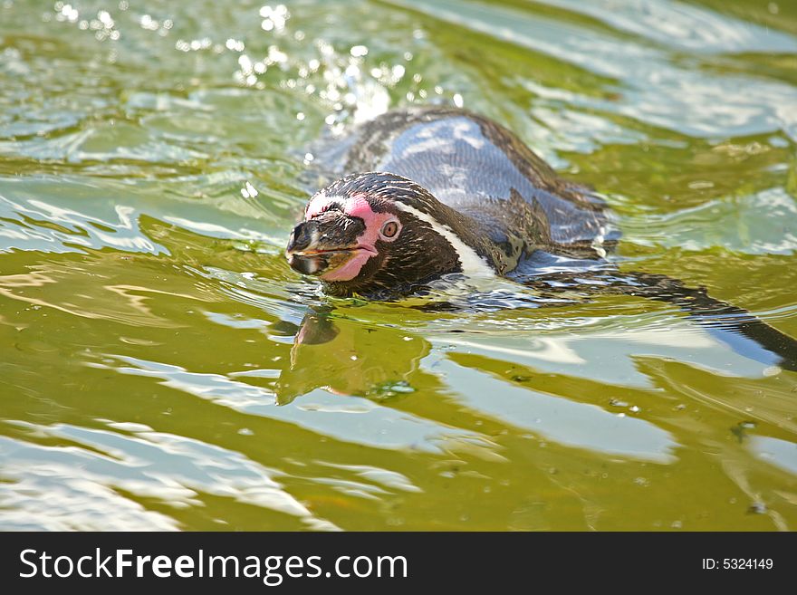 Photo of a swimming gentoo penguin