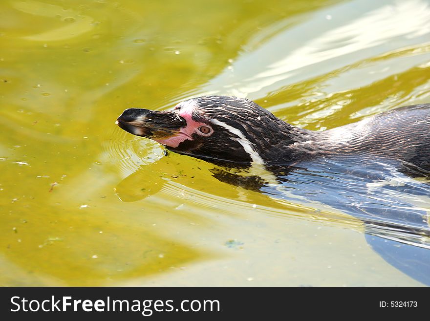 Photo of a swimming gentoo penguin