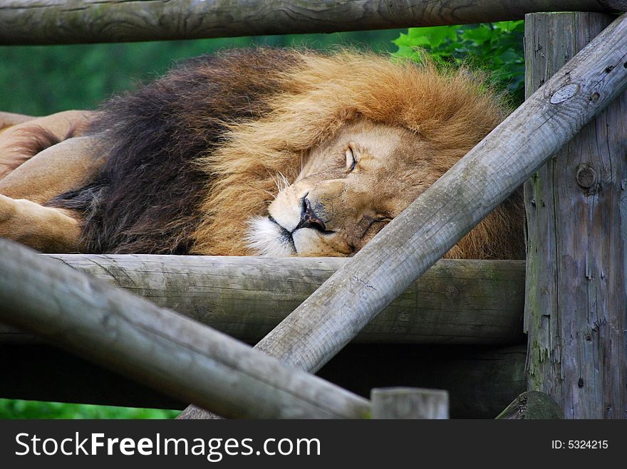 Close up shot of a lion lazing in the sun. Close up shot of a lion lazing in the sun