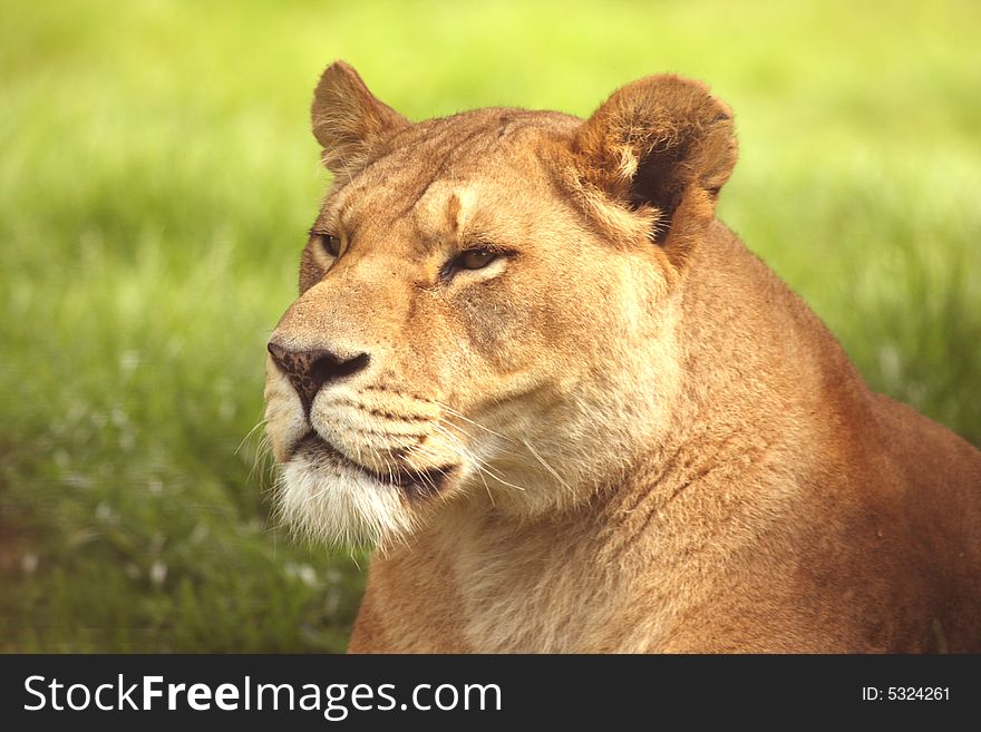 Photo of a lioness on safari