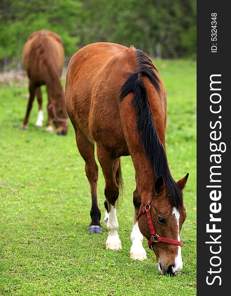 Farm horse grazing in an Urban Meadow in Nashville Tennessee. Farm horse grazing in an Urban Meadow in Nashville Tennessee