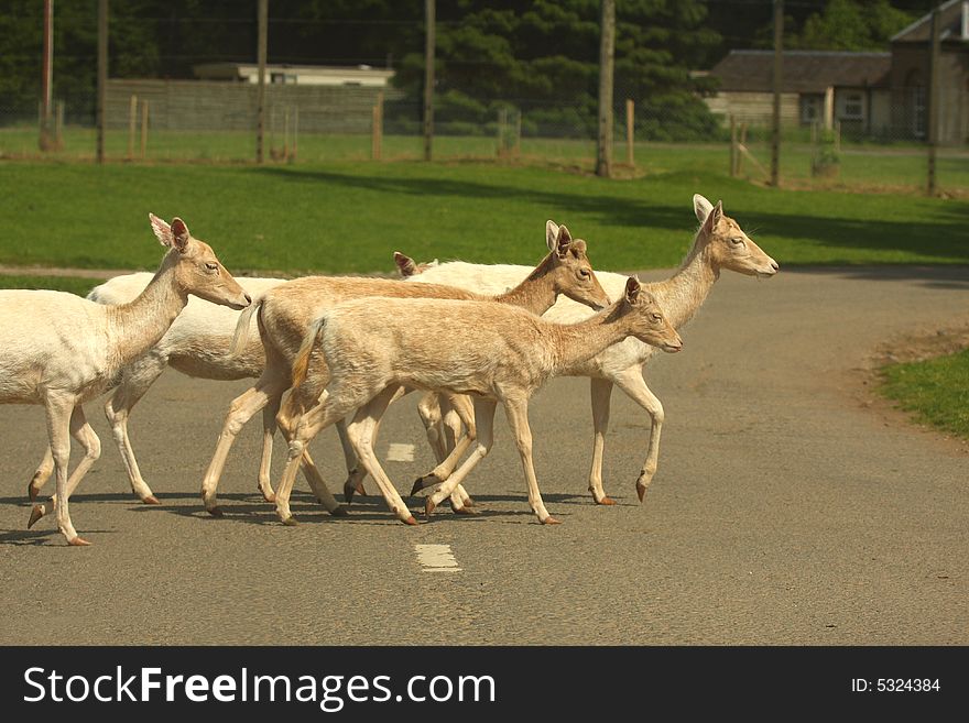 Antelope crossing the road on Safari