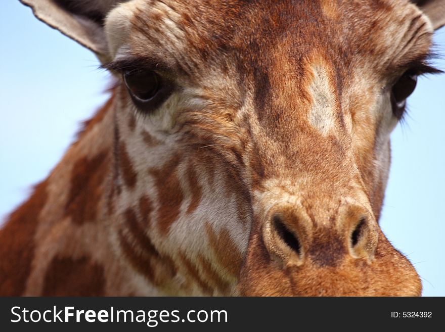 Close up of Giraffe
