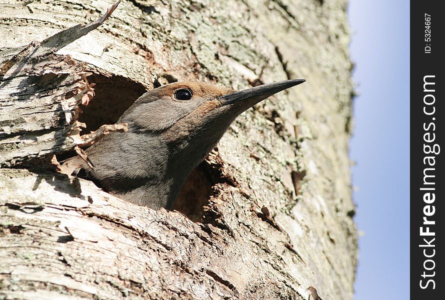 A baby woodpecker is waiting for its parents. A baby woodpecker is waiting for its parents